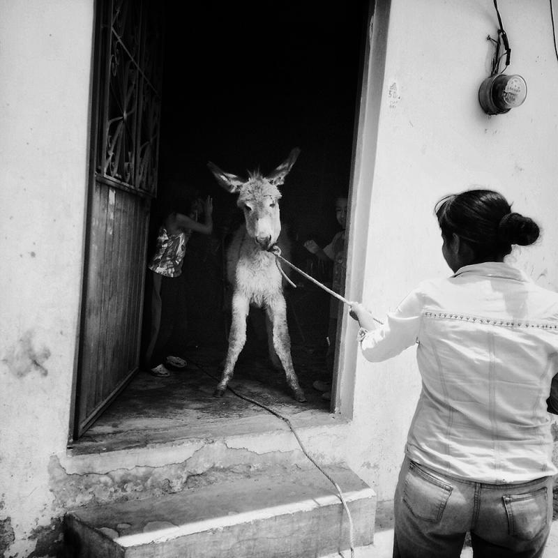 "Oh, look! There's a donkey in my living room!!!" was the photographer's Instagram caption. "Oh, look! There's a donkey in my living room!!!" was the photographer's Instagram caption.