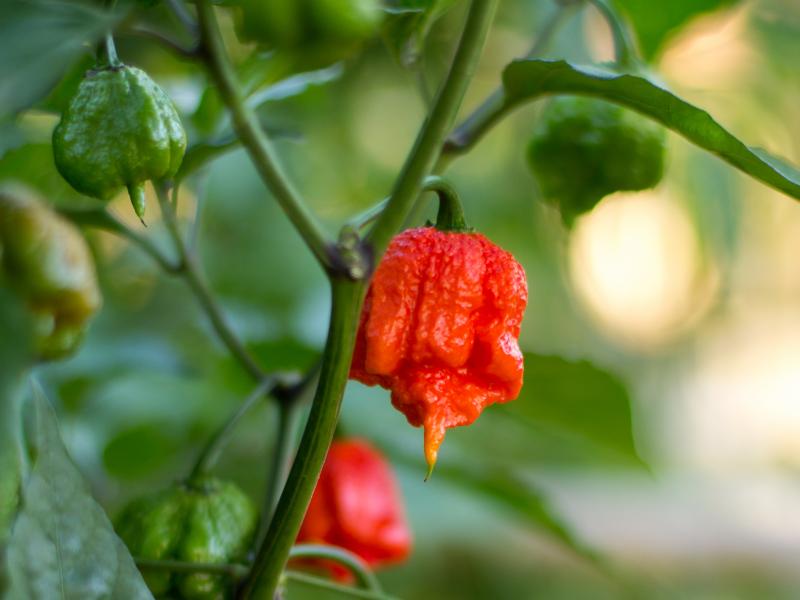 Carolina Reapers are some of the hottest peppers in the world. So hot, in fact, that for one man, participating in a pepper-eating contestant resulted in a painful, serious "thunderclap headache." Carolina Reapers are some of the hottest peppers in the world. So hot, in fact, that for one man, participating in a pepper-eating contestant resulted in a painful, serious "thunderclap headache."