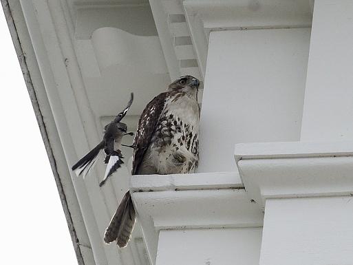 A bird seemingly attacks a hawk sitting on a ledge of the White House on May 19. A bird seemingly attacks a hawk sitting on a ledge of the White House on May 19.