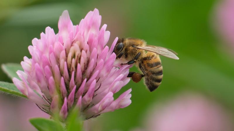 A bee sucks nectar from a flower in Berlin, Germany. Bee populations are in decline in industrialized nations across the globe. A bee sucks nectar from a flower in Berlin, Germany. Bee populations are in decline in industrialized nations across the globe.