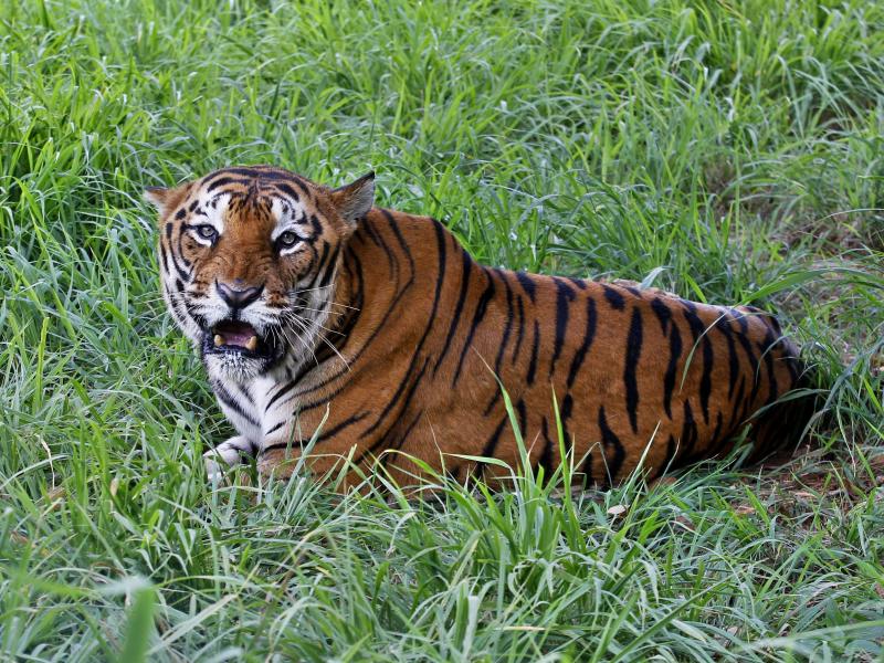 A Bengal tiger rests in the jungles of Bannerghatta National Park south of Bangalore, India, on July 29, 2015. The number of tigers in the wild has gone up 40% since 2015 — largely because of improvements in monitoring them, according to the Internation A Bengal tiger rests in the jungles of Bannerghatta National Park south of Bangalore, India, on July 29, 2015. The number of tigers in the wild has gone up 40% since 2015 — largely because of improvements in monitoring them, according to the Internation