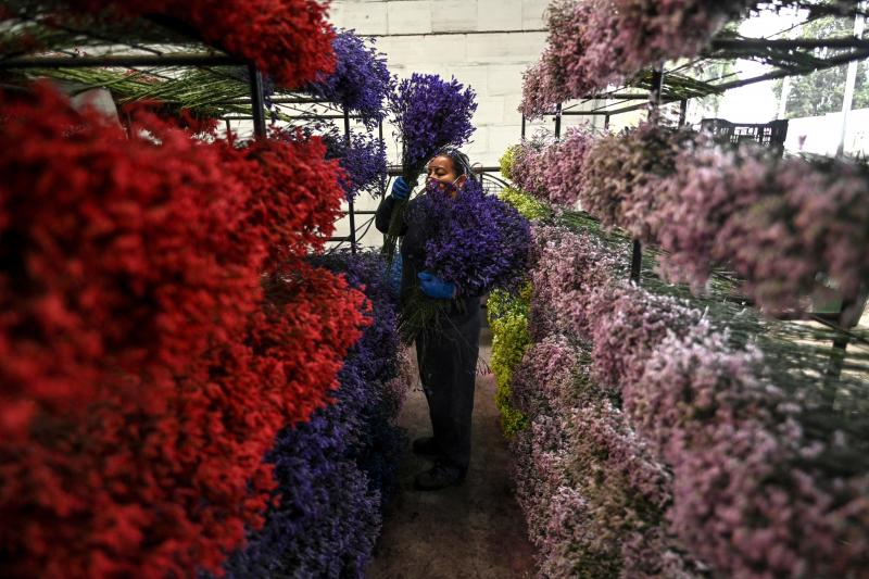 An employee places bouquets on shelves in Bogotá on Feb. 1, as Colombia prepares to export flowers for Valentine's Day amid the new coronavirus pandemic. An employee places bouquets on shelves in Bogotá on Feb. 1, as Colombia prepares to export flowers for Valentine's Day amid the new coronavirus pandemic.