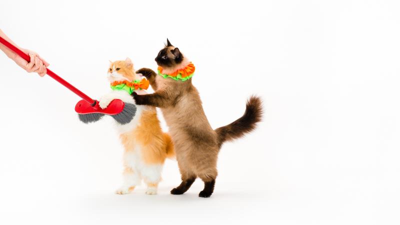 The Savitsky Cats are now scampering through New York City's Lincoln Center as one of the new star attractions of the Big Apple Circus. The Savitsky Cats are now scampering through New York City's Lincoln Center as one of the new star attractions of the Big Apple Circus.