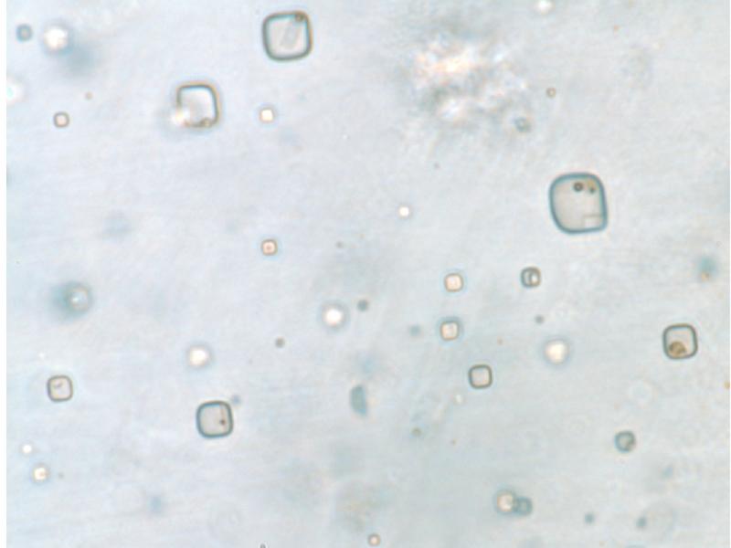 The shapes in this salt crystal are consistent with what would be expected for microorganisms. The shapes in this salt crystal are consistent with what would be expected for microorganisms.
