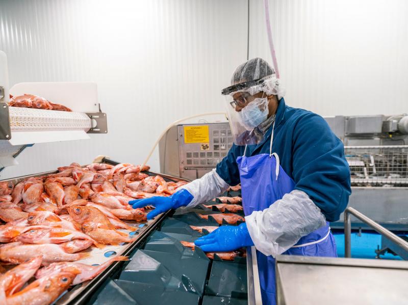 A fish-plant worker processes seafood at Blue Harvest Fisheries in New Bedford, Mass. Workers were provided face shields to prevent the spread of the coronavirus on the plant floor. A fish-plant worker processes seafood at Blue Harvest Fisheries in New Bedford, Mass. Workers were provided face shields to prevent the spread of the coronavirus on the plant floor.