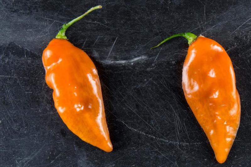 New York City's Blue Hill restaurant is the biggest buyer of "Habanadas," a habanero bred to be heatless, so the focus is on its melon-like flavor. New York City's Blue Hill restaurant is the biggest buyer of "Habanadas," a habanero bred to be heatless, so the focus is on its melon-like flavor.