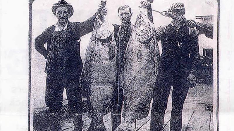 A photo taken in Astoria, Ore., circa 1910. It was stated that the chinook on the left weighed 116 pounds and the one on the right weighed 121 pounds. A photo taken in Astoria, Ore., circa 1910. It was stated that the chinook on the left weighed 116 pounds and the one on the right weighed 121 pounds.