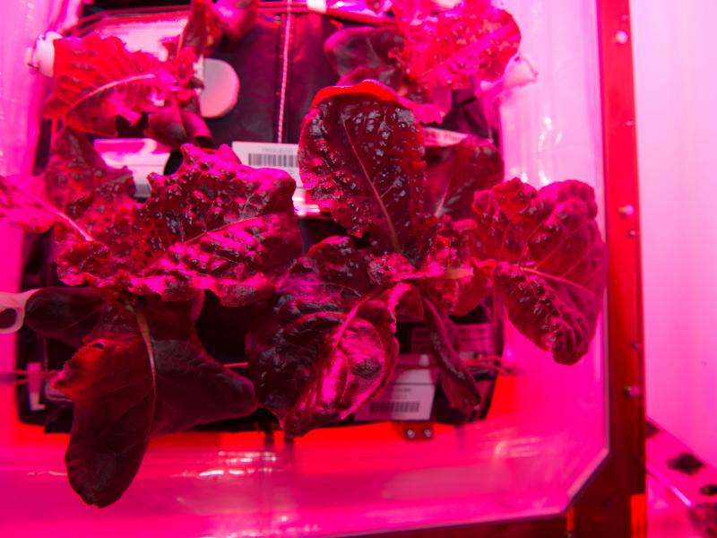 It took astronauts 33 days to grow enough red romaine lettuce to make a small salad. It took astronauts 33 days to grow enough red romaine lettuce to make a small salad.