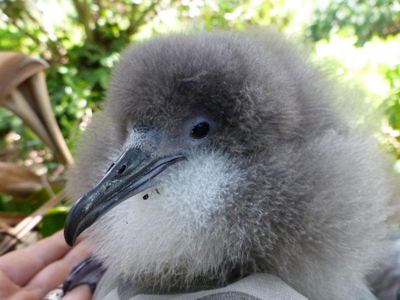 This Newell's shearwater chick makes its home on the Hawaiian island of Kauai. The seabird is classified as "threatened," according to the Endangered Species Act. This Newell's shearwater chick makes its home on the Hawaiian island of Kauai. The seabird is classified as "threatened," according to the Endangered Species Act.