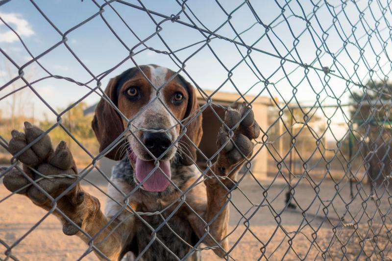 High-speed tracking dogs have been a game-changer in the fight against rhino poaching in South Africa. Their success depends on their ability to work as a team, which means they sleep and eat in the pack-sized enclosures shown above. High-speed tracking dogs have been a game-changer in the fight against rhino poaching in South Africa. Their success depends on their ability to work as a team, which means they sleep and eat in the pack-sized enclosures shown above.