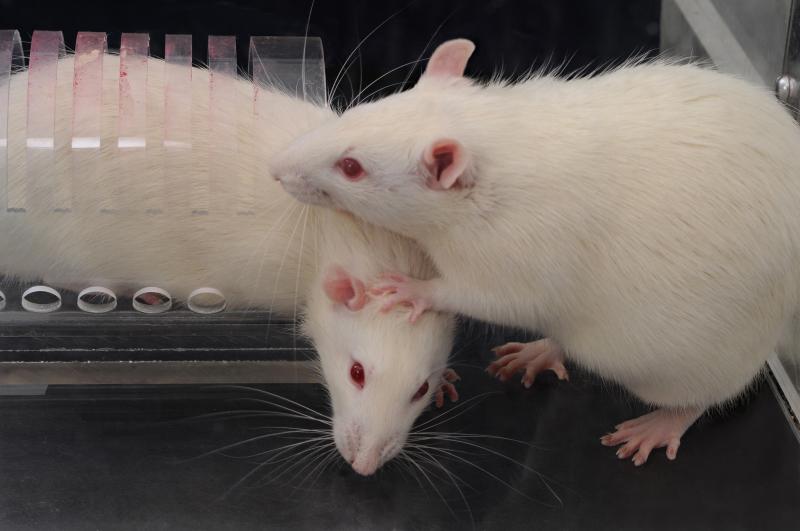 Faced with a rat trapped in a restrainer, a free rat opens the trap's door to liberate the trapped animal (while stepping on its head — "very rat-ish behavior," says University of Chicago neurobiologist Peggy Mason). Faced with a rat trapped in a restrainer, a free rat opens the trap's door to liberate the trapped animal (while stepping on its head — "very rat-ish behavior," says University of Chicago neurobiologist Peggy Mason).