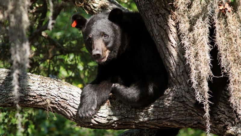This black bear was spotted atop a tree in Tampa, Fla., on May 17, 2013. The bear population has been on the rise, so state wildlife officials are calling for a bear hunting season. This black bear was spotted atop a tree in Tampa, Fla., on May 17, 2013. The bear population has been on the rise, so state wildlife officials are calling for a bear hunting season.