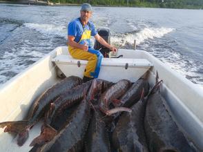 Sturgeon fisherman Bill Ford has filled Ceapa's boat, "Sturgeon Queen," with his morning's catch: a few gillnets full of wild, six- to eight-foot long Atlantic sturgeon from the St. John River. Sturgeon fisherman Bill Ford has filled Ceapa's boat, "Sturgeon Queen," with his morning's catch: a few gillnets full of wild, six- to eight-foot long Atlantic sturgeon from the St. John River.
