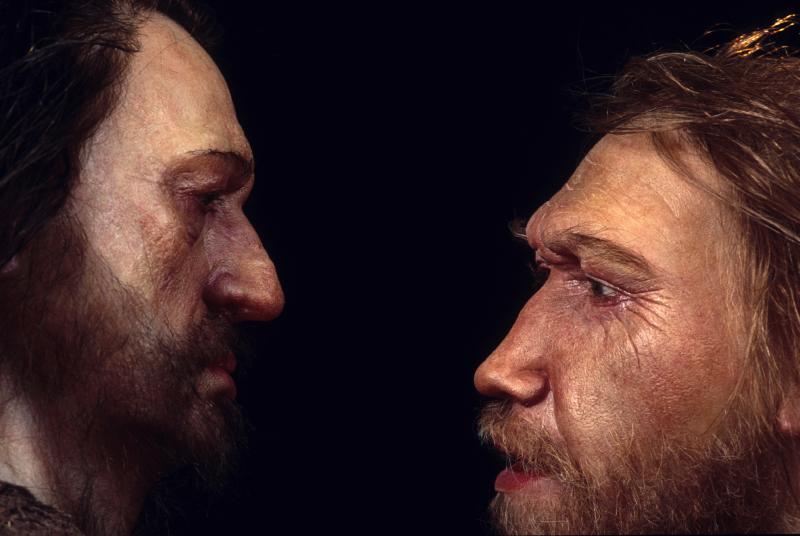 Reconstructions from the Daynès Studio in Paris depict a male Neanderthal (right) face to face with a human, Homo sapiens. Reconstructions from the Daynès Studio in Paris depict a male Neanderthal (right) face to face with a human, Homo sapiens.