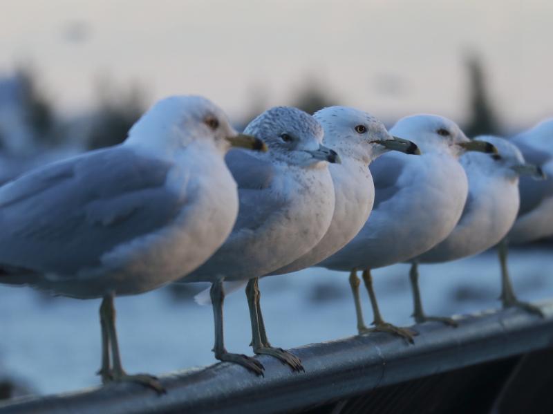 Gulls were eating more juvenile salmon than biologists realized, which meant fewer of the fish were making it to the ocean. Gulls were eating more juvenile salmon than biologists realized, which meant fewer of the fish were making it to the ocean.