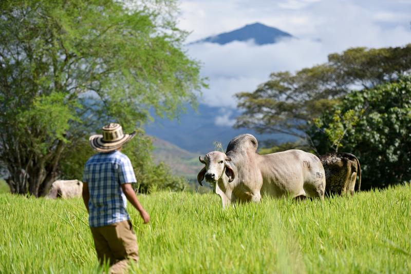 Cattle grazing in southwestern Colombia. This combination of nutritious grasses and trees, known as silvopastoralism, can increase farm production and aid the environment. Cattle grazing in southwestern Colombia. This combination of nutritious grasses and trees, known as silvopastoralism, can increase farm production and aid the environment.