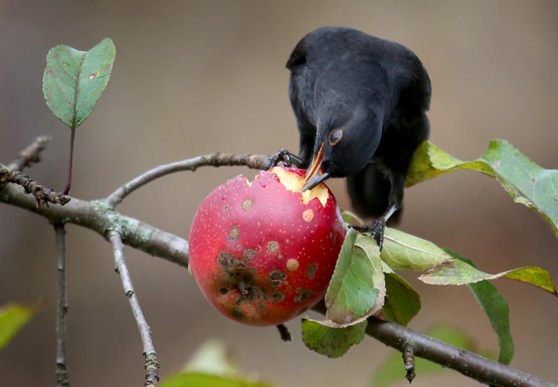 Fruit-eating animals spread the seeds of plants in ecosystems around the world. Their decline means plants could have a harder time finding new habitats as the climate changes. Fruit-eating animals spread the seeds of plants in ecosystems around the world. Their decline means plants could have a harder time finding new habitats as the climate changes.