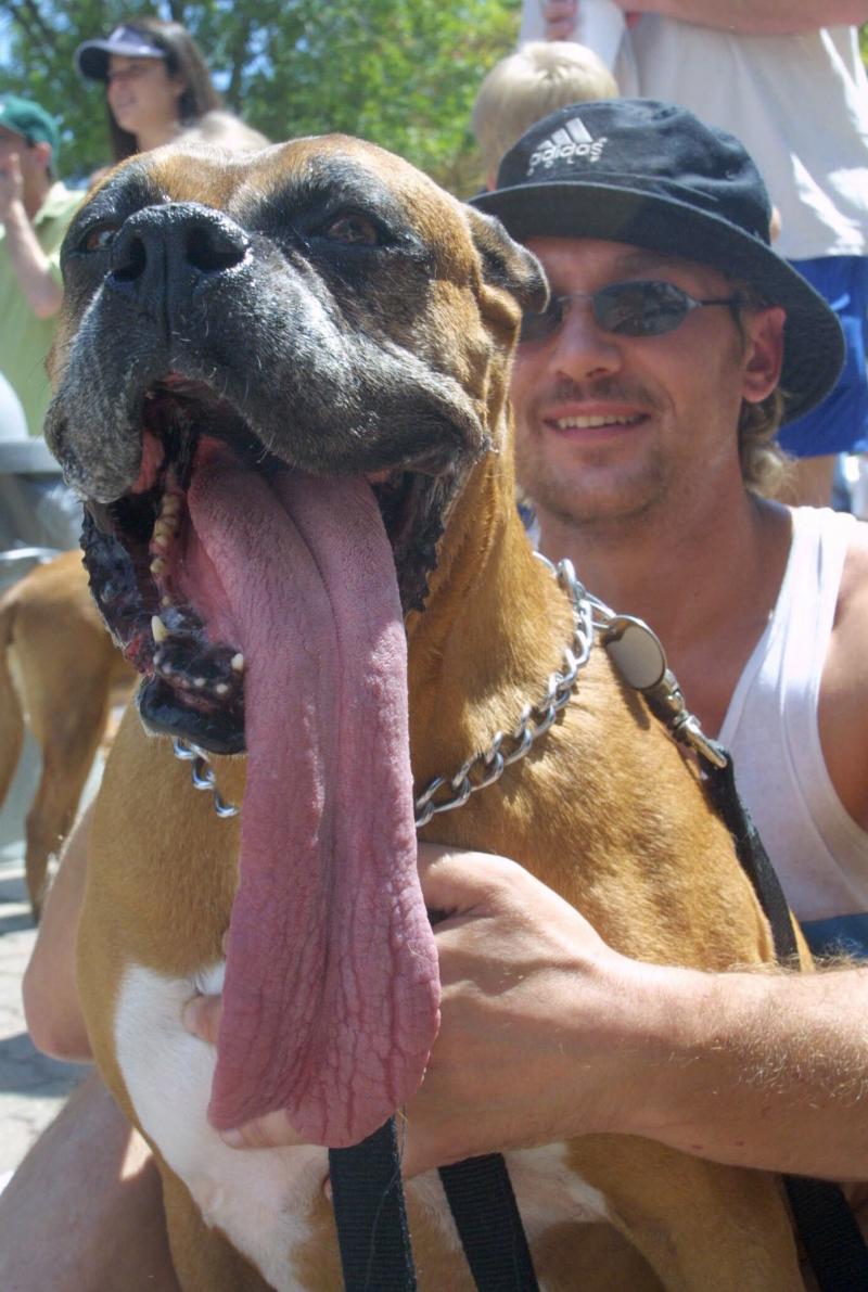 At almost 17 inches, this boxer named Brandy had the longest tongue on a dog ever, according to Guinness World Records. She is pictured with her owner, John Scheid, in Sterling Heights, Mich., in 2001. At almost 17 inches, this boxer named Brandy had the longest tongue on a dog ever, according to Guinness World Records. She is pictured with her owner, John Scheid, in Sterling Heights, Mich., in 2001.