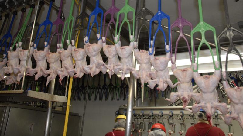Chickens are carried through a poultry slaughterhouse on mechanical arms. Chickens are carried through a poultry slaughterhouse on mechanical arms.