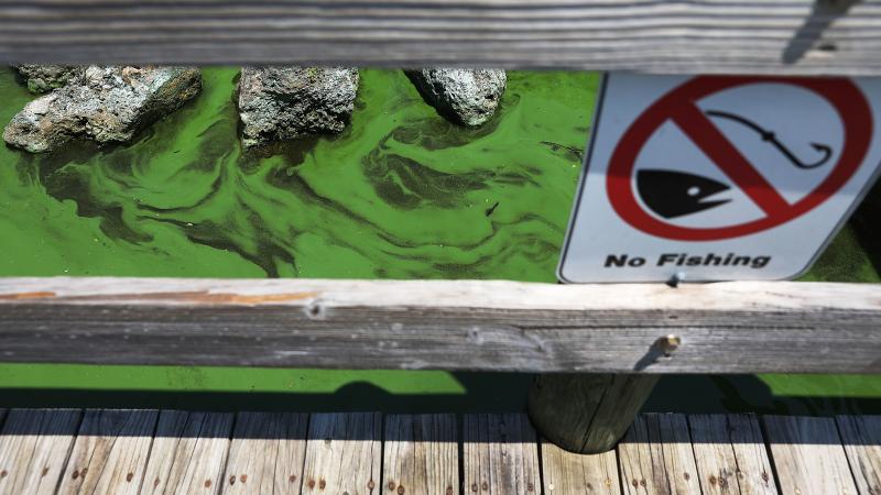 Green algae is seen in the St. Lucie River in Stuart, Fla. Local GOP Rep. Brian Mast is making legislation to deal with the algae problem a focus of his re-election campaign, as his Democratic opponent Lauren Baer criticizes him for doing "too little, too Green algae is seen in the St. Lucie River in Stuart, Fla. Local GOP Rep. Brian Mast is making legislation to deal with the algae problem a focus of his re-election campaign, as his Democratic opponent Lauren Baer criticizes him for doing "too little, too