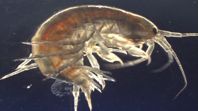 Freshwater shrimp from the species Gammarus pulex like this one, collected in Suffolk County in the U.K., were found to have traces of cocaine. Freshwater shrimp from the species Gammarus pulex like this one, collected in Suffolk County in the U.K., were found to have traces of cocaine.