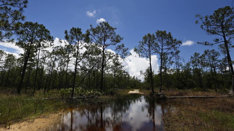 The U.S. Environmental Protection Agency is moving to roll back government limits on pollution in wetlands and smaller waterways The U.S. Environmental Protection Agency is moving to roll back government limits on pollution in wetlands and smaller waterways