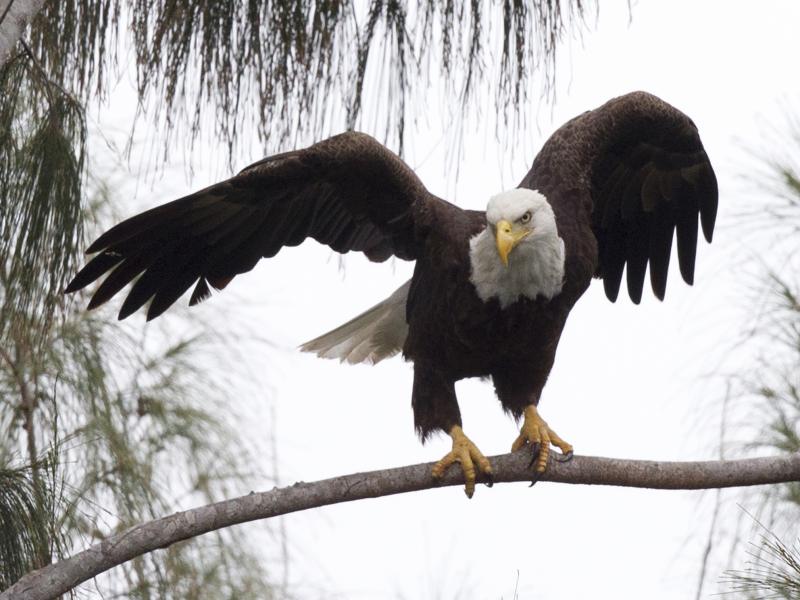 A bald eagle prepares to take off from a pine tree in Pembroke Pines, Fla. The eagle population rebounded after protections put in place under the Endangered Species Act. A bald eagle prepares to take off from a pine tree in Pembroke Pines, Fla. The eagle population rebounded after protections put in place under the Endangered Species Act.