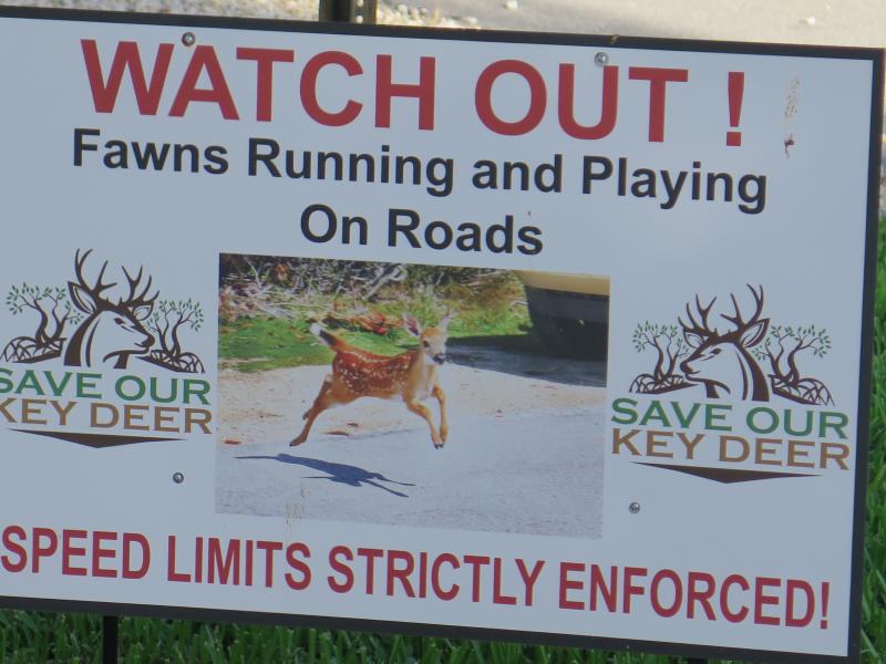 As part of a national plan reassessing the status of animals and plants on the Endangered Species List, the U.S. Fish and Wildlife Service has recommended that Key Deer be "delisted due to recovery." As part of a national plan reassessing the status of animals and plants on the Endangered Species List, the U.S. Fish and Wildlife Service has recommended that Key Deer be "delisted due to recovery."