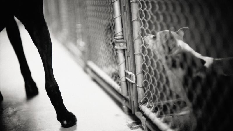 Congress has approved the first law making severe animal abuse a federal crime, in a move that Rep. Vern Buchanan, R-Fla., calls "a milestone for pet owners and animal lovers across the country." Congress has approved the first law making severe animal abuse a federal crime, in a move that Rep. Vern Buchanan, R-Fla., calls "a milestone for pet owners and animal lovers across the country."