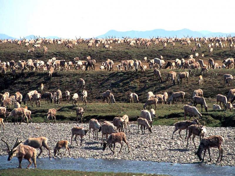 Caribou from the Porcupine Caribou Herd migrate onto the coastal plain of the Arctic National Wildlife Refuge in northeast Alaska. The refuge has long been eyed for oil exploration. Caribou from the Porcupine Caribou Herd migrate onto the coastal plain of the Arctic National Wildlife Refuge in northeast Alaska. The refuge has long been eyed for oil exploration.