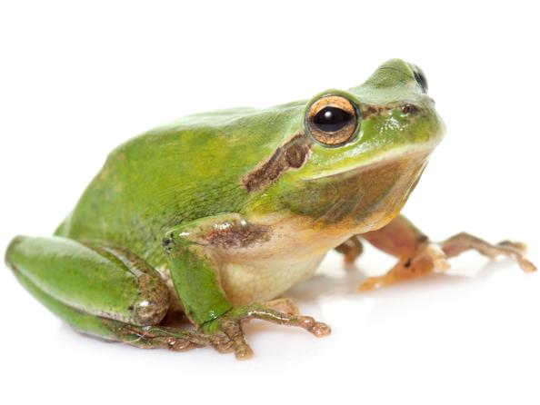 Frog meat is among the many items imported from China that had been facing tariffs in a few weeks, but now the tariffs are delayed until December. Frog meat is among the many items imported from China that had been facing tariffs in a few weeks, but now the tariffs are delayed until December.
