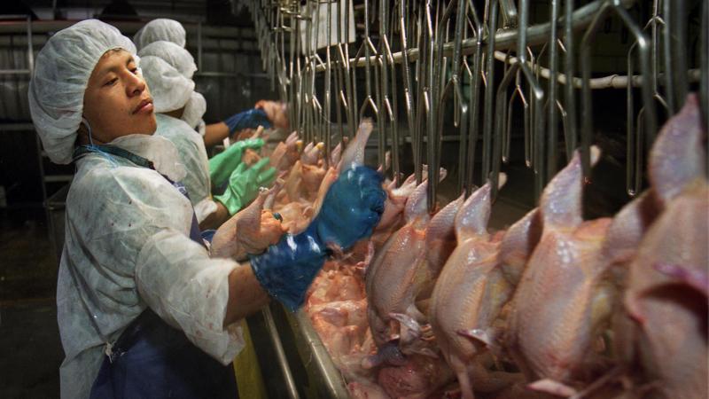 Poultry workers at major U.S. meat-processing plants are highly susceptible to repetitive-motion injuries, denied bathroom breaks and are most often immigrants and refugees. Poultry workers at major U.S. meat-processing plants are highly susceptible to repetitive-motion injuries, denied bathroom breaks and are most often immigrants and refugees.