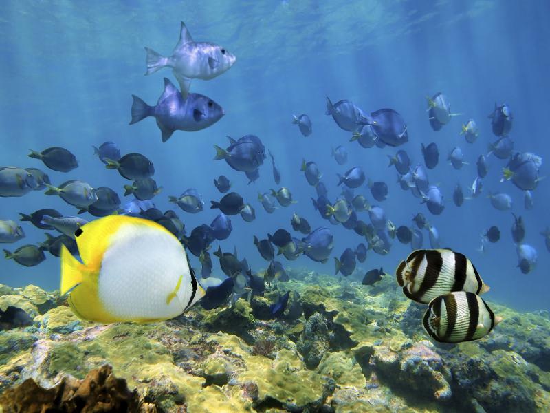 Shoal of tropical fish over a coral reef in the Caribbean Sea. From pristine forests to vivid reefs, Cuba "has it all," say ecologists eager to study the island habitats. Shoal of tropical fish over a coral reef in the Caribbean Sea. From pristine forests to vivid reefs, Cuba "has it all," say ecologists eager to study the island habitats.