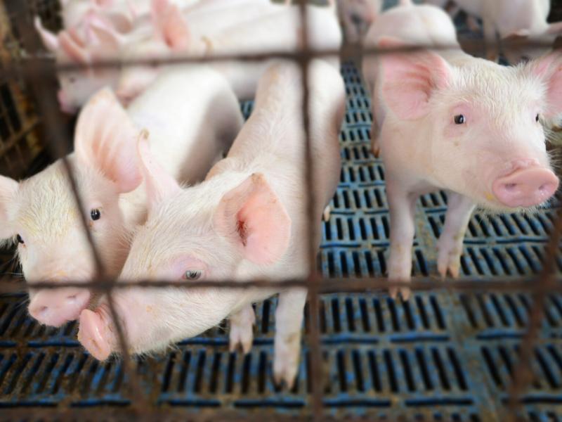 Hog farmers worry that they will pay a hefty price if there's a trade war with China. Hog farmers worry that they will pay a hefty price if there's a trade war with China.