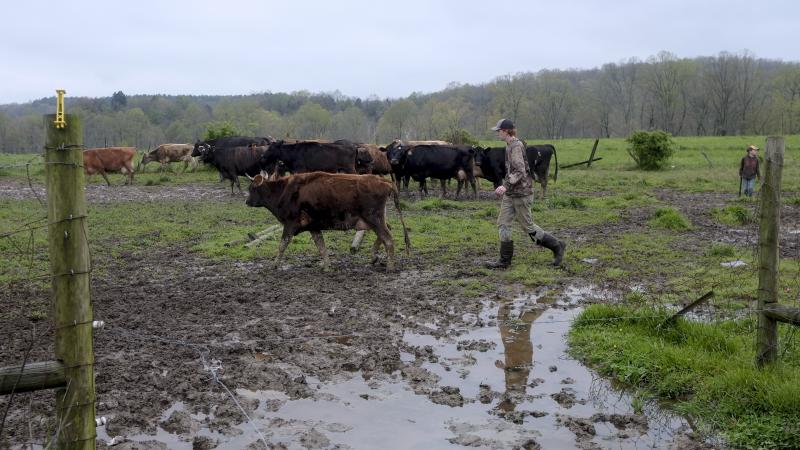 A farmer leads dairy cows from the pasture to the milking barn at a creamery in Gallipolis, Ohio. The USDA launched a $3 billion plan to distribute food to families, called the Farmers to Family Food Box Program. A farmer leads dairy cows from the pasture to the milking barn at a creamery in Gallipolis, Ohio. The USDA launched a $3 billion plan to distribute food to families, called the Farmers to Family Food Box Program.