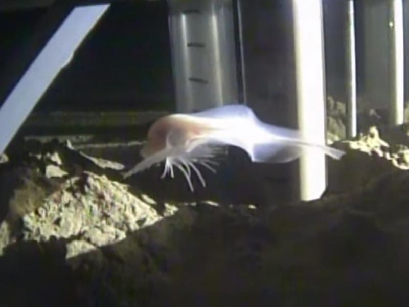 A still from the Schmidt Ocean Institute of a new species of snailfish. A still from the Schmidt Ocean Institute of a new species of snailfish.