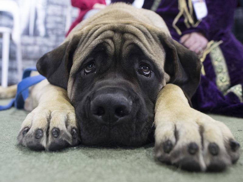Dunkin, a mastiff, is among the breeds that won't be allowed to fly in the cargo section of United Airlines flights as of June 18. He's shown at the Westminster dog show in February. Dunkin, a mastiff, is among the breeds that won't be allowed to fly in the cargo section of United Airlines flights as of June 18. He's shown at the Westminster dog show in February.