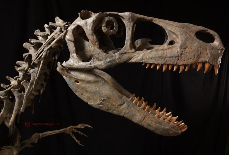 Utahraptor skull reconstruction by Rob Gaston of Gaston Design incorporating some material from the Utahraptor megablock. Utahraptor skull reconstruction by Rob Gaston of Gaston Design incorporating some material from the Utahraptor megablock.