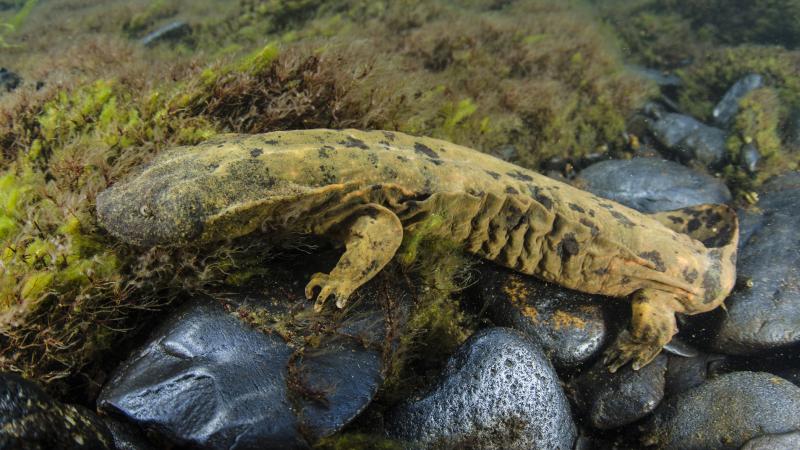 Adult Eastern hellbenders can grow up to 2 feet long and weigh around 5 pounds. They are currently endangered in several states. Adult Eastern hellbenders can grow up to 2 feet long and weigh around 5 pounds. They are currently endangered in several states.