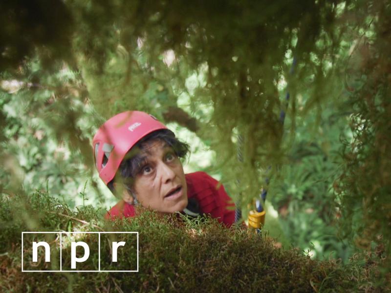 Nalini Nadkarni climbs a big leaf maple tree in Olympic National Forest in Washington. Nalini Nadkarni climbs a big leaf maple tree in Olympic National Forest in Washington.