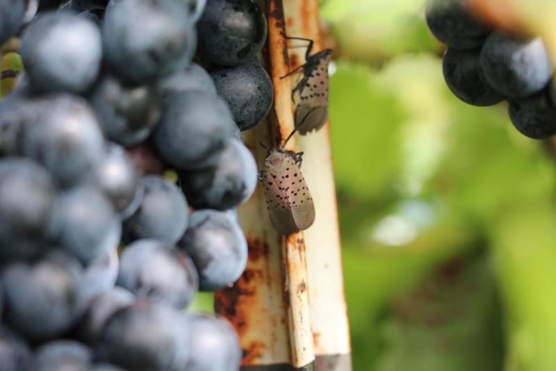 An adult spotted lanternfly searches for tasty grapevines at Vynecrest Vineyards and Winery, near Allentown, Pa. An adult spotted lanternfly searches for tasty grapevines at Vynecrest Vineyards and Winery, near Allentown, Pa.