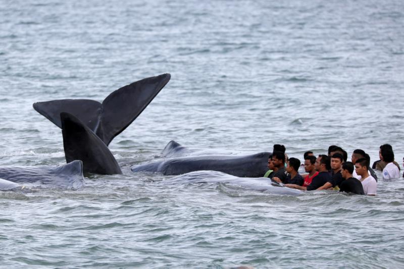 Government workers, residents and environmentalists try to help to a pod of sperm whales stranded in shallow water in Aceh Besar, Aceh, Indonesia on Monday. Government workers, residents and environmentalists try to help to a pod of sperm whales stranded in shallow water in Aceh Besar, Aceh, Indonesia on Monday.