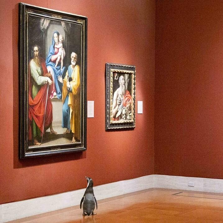 Penguins were allowed to waddle through the galleries of Kansas City's Nelson-Atkins Museum of Art. Both the museum and the Kansas City Zoo — home to the penguins — have been closed because of the pandemic. Penguins were allowed to waddle through the galleries of Kansas City's Nelson-Atkins Museum of Art. Both the museum and the Kansas City Zoo — home to the penguins — have been closed because of the pandemic.