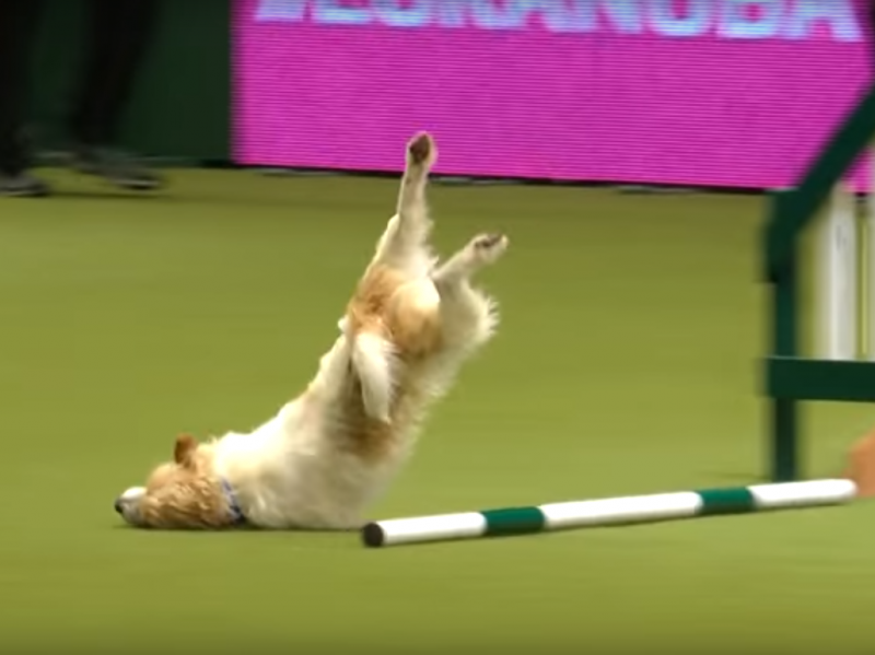 Oh, who are we kidding. We can't just leave it there: Here's a close-up of the indomitable pup's fateful tumble. Oh, who are we kidding. We can't just leave it there: Here's a close-up of the indomitable pup's fateful tumble.