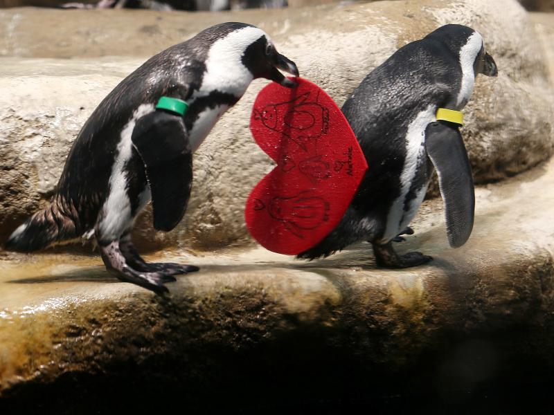 An African penguin holds a Valentine's Day card at the California Academy of Sciences. The birds use the love tokens to line their nests and encourage breeding. An African penguin holds a Valentine's Day card at the California Academy of Sciences. The birds use the love tokens to line their nests and encourage breeding.