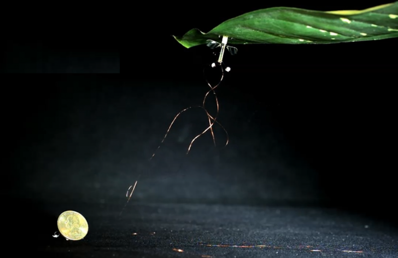 A fly-size robot perches on a leaf. A fly-size robot perches on a leaf.