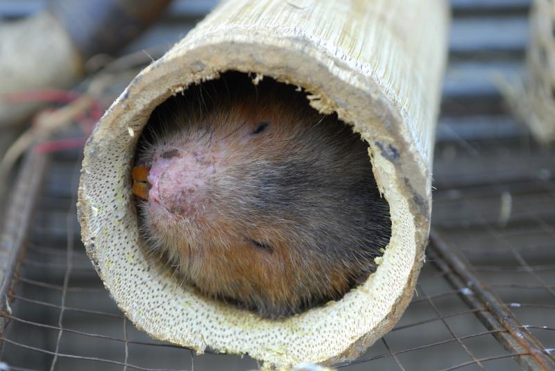 Bamboo rats are among the wild animals farmed for food in China and other parts of Asia. A member of the World Health Organization team investigating the coronavirus pandemic says its report will conclude that such animal farms are likely the place where Bamboo rats are among the wild animals farmed for food in China and other parts of Asia. A member of the World Health Organization team investigating the coronavirus pandemic says its report will conclude that such animal farms are likely the place where