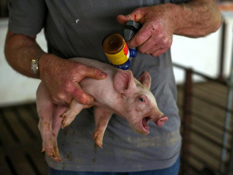 A piglet gets a shot of antibiotic at a farm in Illinois. The World Health Organization is calling for strict limits on antibiotic use in animals raised for food. The guidelines could push many countries, including the U.S., to restrict drug use on farms. A piglet gets a shot of antibiotic at a farm in Illinois. The World Health Organization is calling for strict limits on antibiotic use in animals raised for food. The guidelines could push many countries, including the U.S., to restrict drug use on farms.