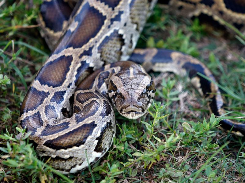 A Burmese python sits in the grass at Everglades Holiday Park in Fort Lauderdale, Fla., in 2019. A yearly competition will begin in August for people to hunt and kill the invasive species. A Burmese python sits in the grass at Everglades Holiday Park in Fort Lauderdale, Fla., in 2019. A yearly competition will begin in August for people to hunt and kill the invasive species.