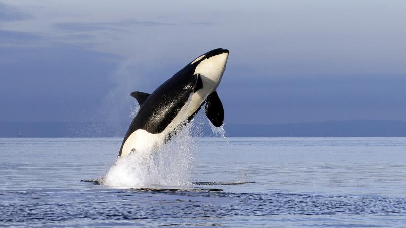 An endangered female orca leaps from the water while breaching in the Salish Sea west of Seattle in 2014. An endangered female orca leaps from the water while breaching in the Salish Sea west of Seattle in 2014.